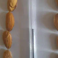 فروش بادام سنگی آبی|خوردنی و آشامیدنی|شیراز, دلگشا|دیوار
