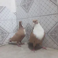 نر ماده زرد رسمی|پرنده|کرمان, |دیوار