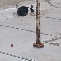 خرگوش ماده سالم