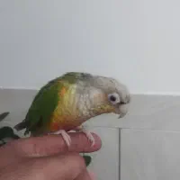 طوطی|پرنده|مرودشت, بیست متری بیمارستان|دیوار