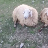 فروش دو قوچ دو ران و چهاران