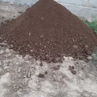 کودگوسفندی|خدمات باغبانی و درختکاری|نکا, |دیوار