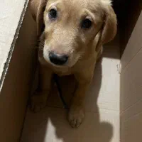 واگذاری گلدن|سگ|کرمان, |دیوار