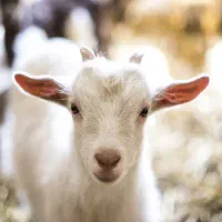 دوعدد بز ماده