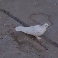 کفتر ماده ، پاپر پرشی..|پرنده|پاکدشت, پاکدشت (مامازند)|دیوار