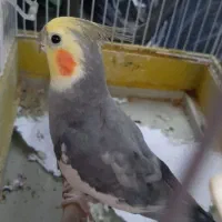 عروس هلندی نر سخنگو