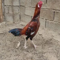 خروس لاری اصیل