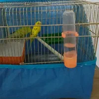 مرغ عشق|پرنده|گرمسار, |دیوار