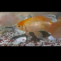 آکواریوم همراه با ماهیاش|ماهی|بوشهر, |دیوار