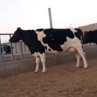 گاوشیری وتلیسه ابستن|حیوانات مزرعه|باشتین, |دیوار