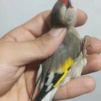 سهر دورگ قواره دار گل بلند