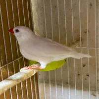 فنچ کرواتی ، زبرا اورنج ، بنگالی