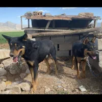 سگ نگهبان