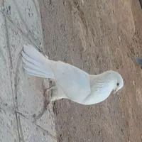 کفتر|پرنده|معصومیه, |دیوار