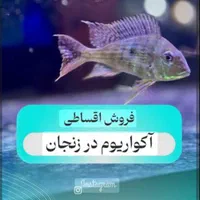 اکواریوم سیف این بار با ۱۰درصد تخفیف تا ۵/۵/ ۱۴۰۴|ماهی|زنجان, |دیوار