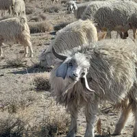 فروش ۴۰ عدد بز محلی|حیوانات مزرعه|سیرجان, |دیوار
