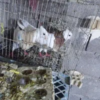 طوقی.زیره.سرکه ای ماده.|پرنده|اندیمشک, |دیوار