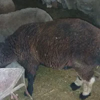 بره ی نرقوچی