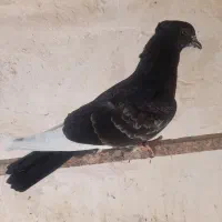 کبوتر|پرنده|قم, هنرستان|دیوار