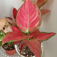آگلونما رنگی