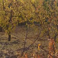 باغ ۱۰۰۰متری همراه با اتاق|فروش دفتر صنعتی، کشاورزی، تجاری|سامان, |دیوار