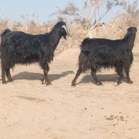 دوتا بز فروشی