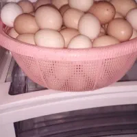 تخم مرغ محلی