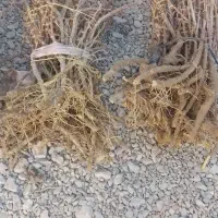 فروش وارسال نهال زرشک وعناب به سراسر کشور|خدمات باغبانی و درختکاری|قائن, |دیوار