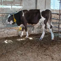 فروش گوساله سیمینتال