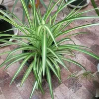 گیاه|گل و گیاه طبیعی|میبد, |دیوار