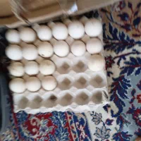 تخم بوقلمون نطفه دار