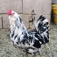 تخم مرغ گلین نطفه دار چهل تاج ریشو کرک شو