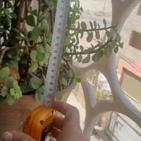 گل خرفه|گل و گیاه طبیعی|قرچک, باقرآباد|دیوار