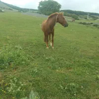 اسب|اسب و تجهیزات اسبسواری|کلاردشت, |دیوار