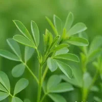 یونجه