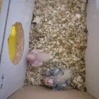 عروس هلندی مولد|پرنده|بندر ماهشهر, |دیوار