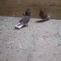 دم سفیدشیش دنگ|پرنده|قم, باسکول|دیوار