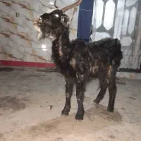 بز سه شکم جوان ولی لاغره