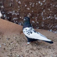 فروش کبوتر سینه ای