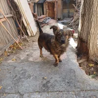 سگ کلاسیک|سگ|فولادشهر, مسکن مهر فولادشهر|دیوار