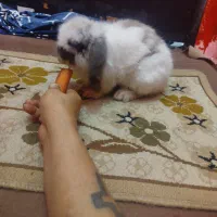 به علت نداشتن جا|موش و خرگوش|رشت, انصاری|دیوار