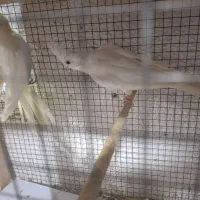 عروس هلندی جفت ومرغ عشق