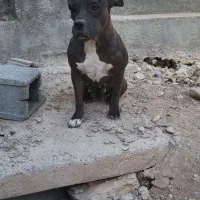 سگ پیتبول ماده