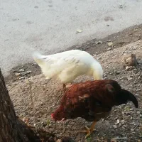 حیوانات مزرعه.