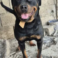 سگ رودفایلر ۱۶ماهه