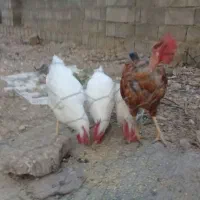 خروس برای فروش