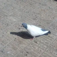 گوشاش نر بناش