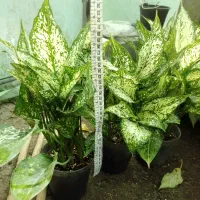 گل طبیعی آگلونما برفی گلدون ۱۴