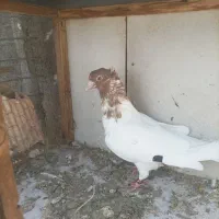 کبوتر