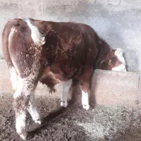 فروش گاو نر